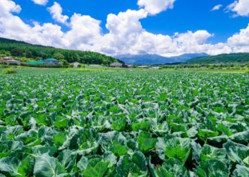 取扱品目 野菜